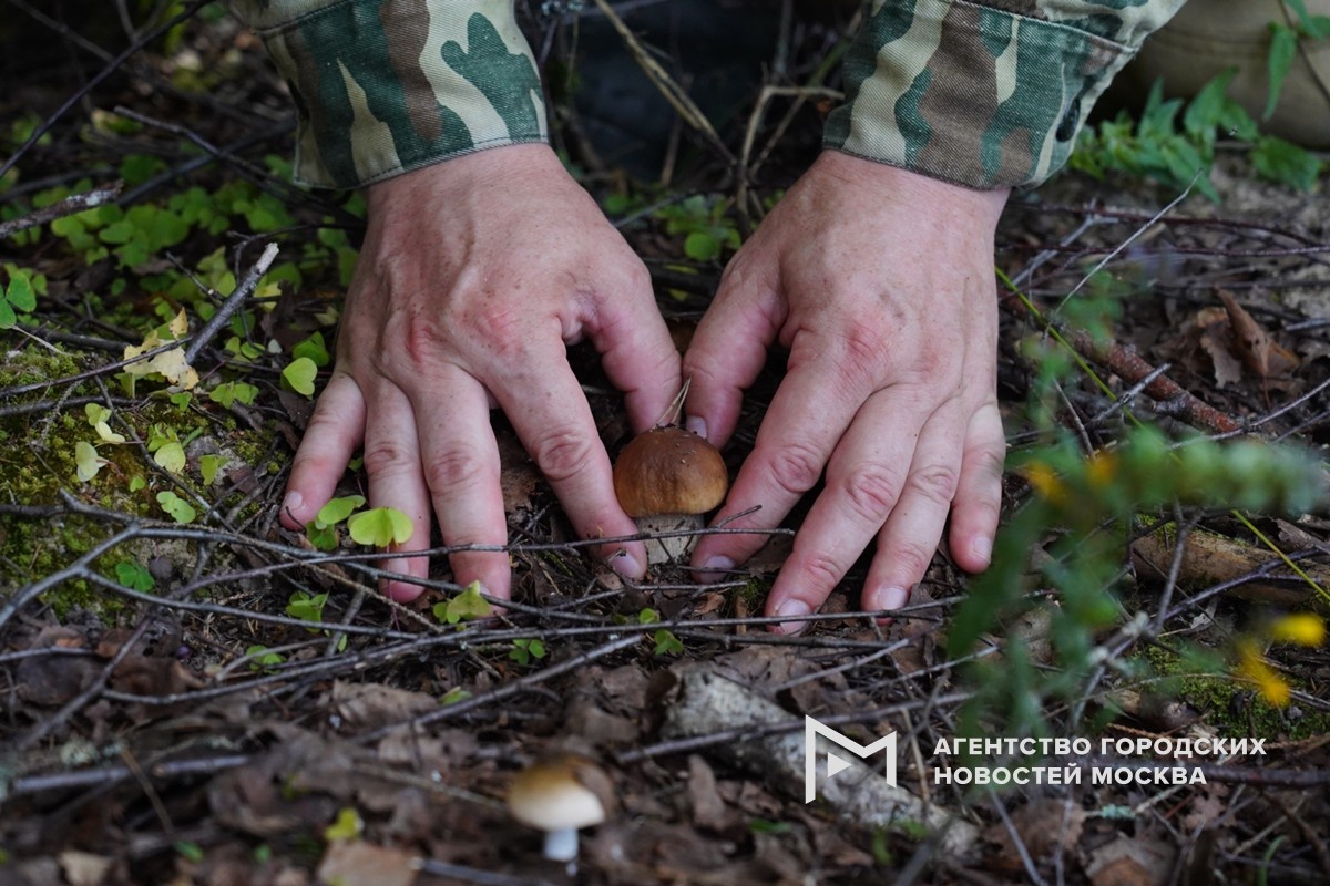 Грибной бум в столице: что обещает весна