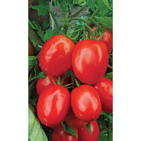 ����� ��������� �������: ������ � �������� ������ ��� ���������� ������