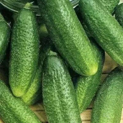 Огурец Нерль: идеальный самоопыляемый гибрид для вашего укрытия