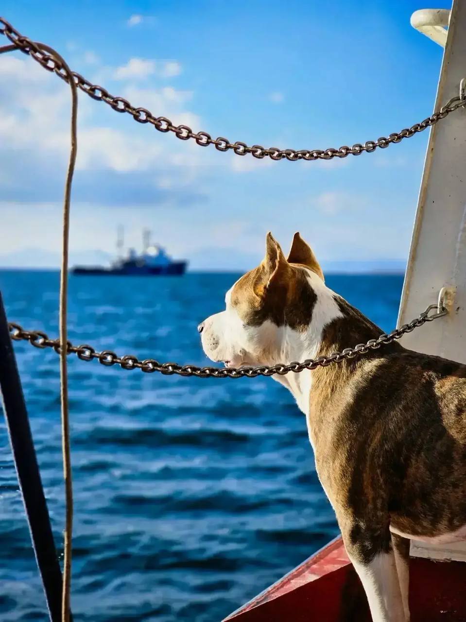 Челнинка, спасшая своего пса из полыньи, родила здорового «чемпиона» Челнинка, спасшая своего пса из полыньи, родила здорового «чемпиона»