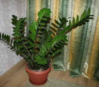 ������� �������� ����� �������������: ��� ����� ��������� � ����� �� ���������