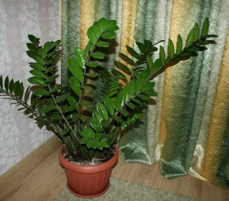 Секреты быстрого роста замиокулькаса: как стать экспертом в уходе за растением