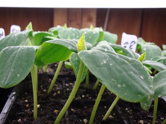 ��� ��������� ��������� ������� �������: ������� ������