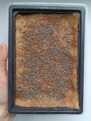 ������ ������� ����� ���: ������� � �����������