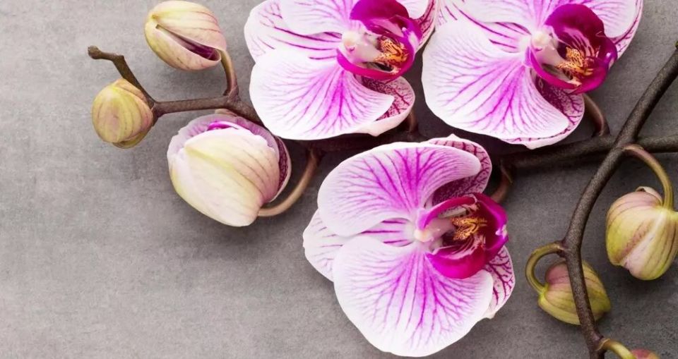 �������: ������� � ���� �� ������������� �������