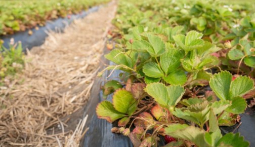 ��� ������� ������ ��������: ������� ���������� � ����