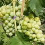 Смарагд: виноград с мускатным вкусом и крупными гроздьями