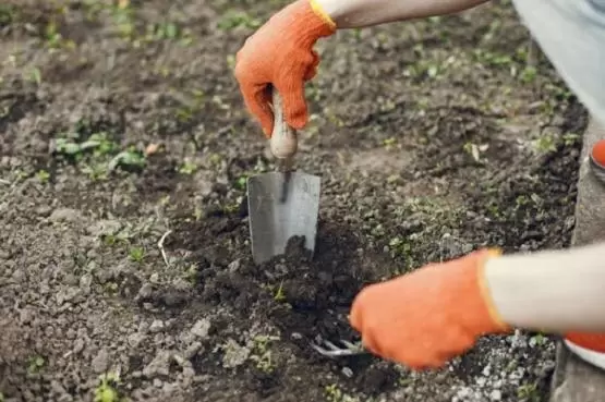 Подзимний посев: как обеспечить себе ранний урожай овощей в 2026 году