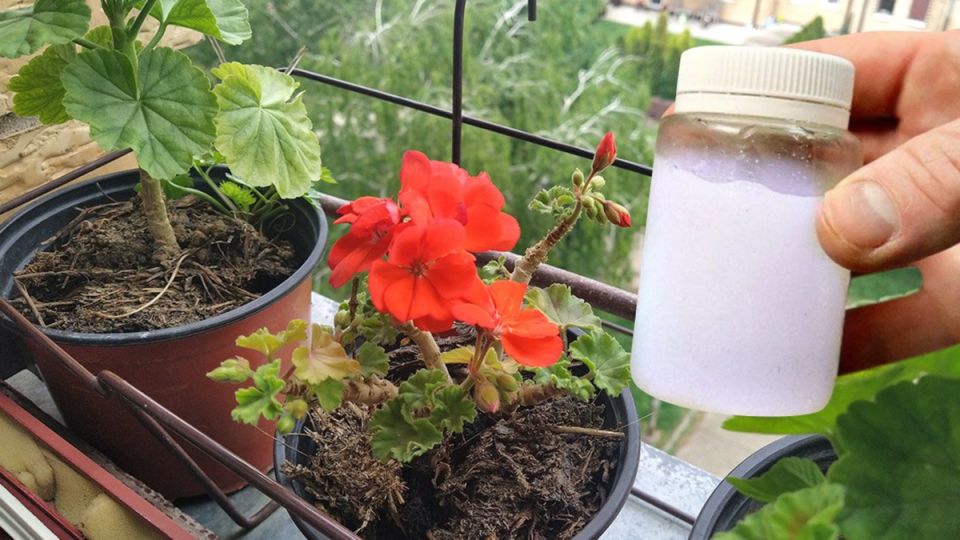 ��� ��������� ������ �����: ������� ������� ��� ������ ��������