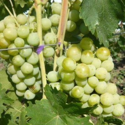 �������: �������� � ��������� ������ � �������� ���������