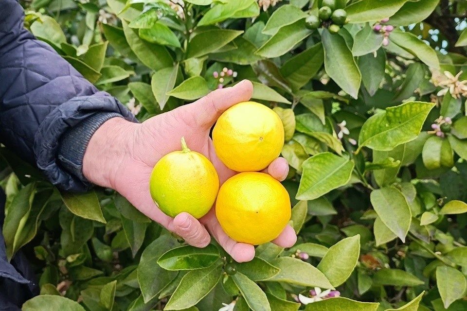 ������ ����� ������ �����: ��� ����� ��������� �� �������