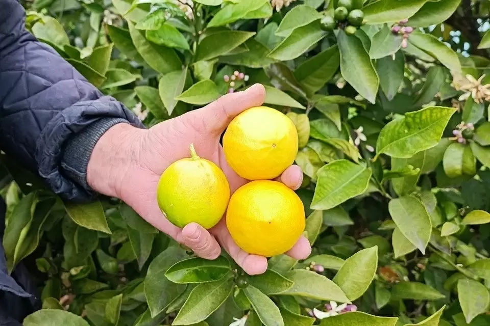 Тайные враги зубной эмали: что стоит исключить из рациона
