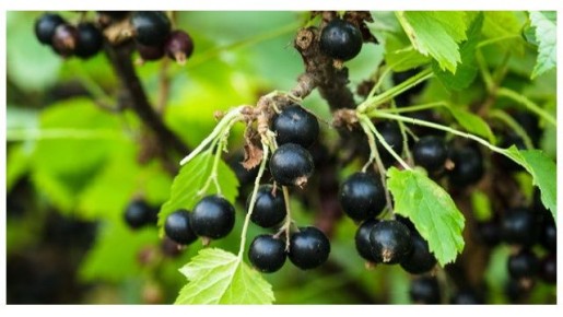 ��� �� �������� ������ ���������: ������ ������ �� ����� � �������