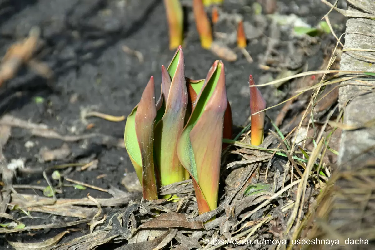 Как вырастить пышные тюльпаны: 3 важных шага весеннего ухода
