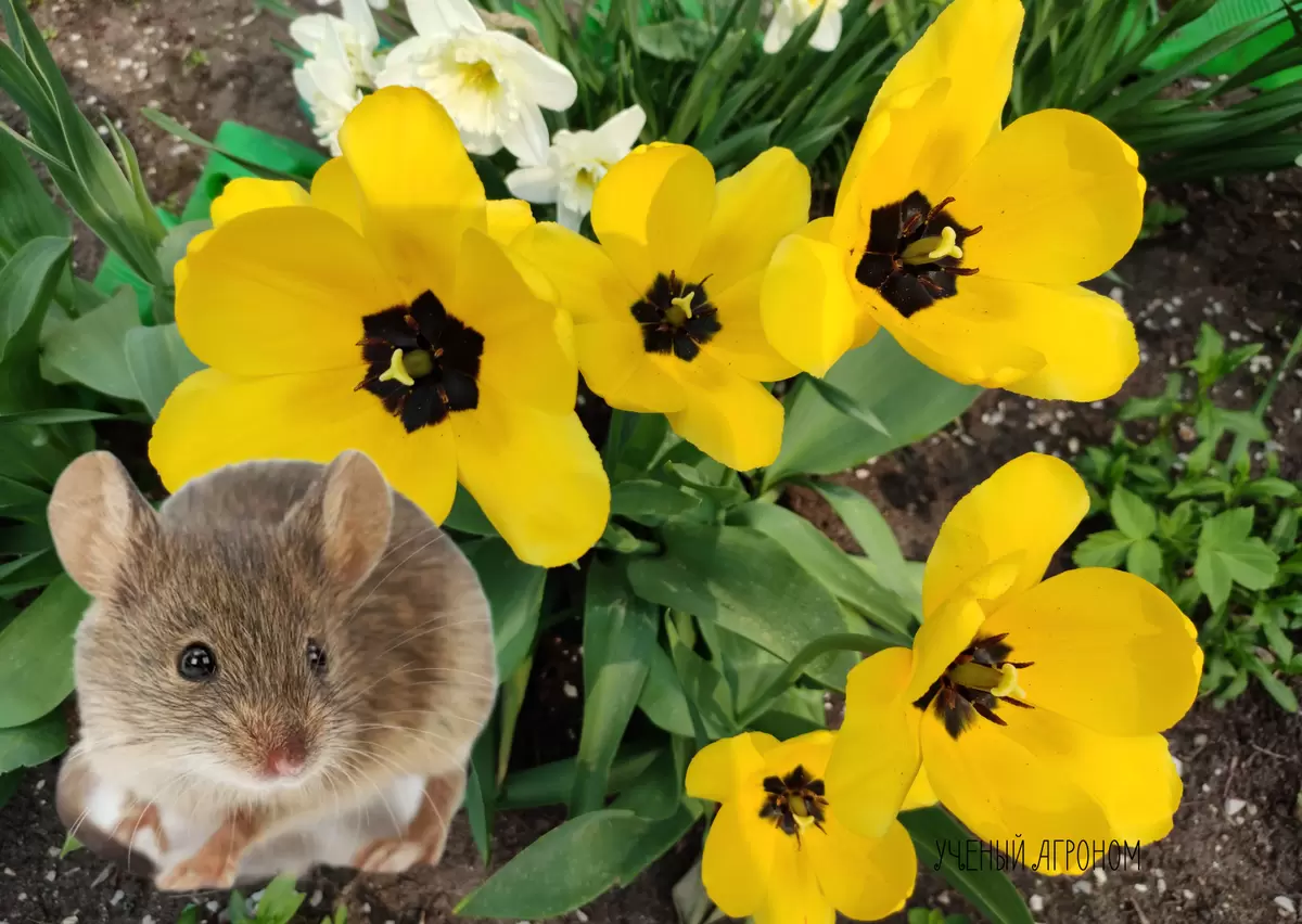 Как защитить луковицы от грызунов: секреты для весеннего цветения