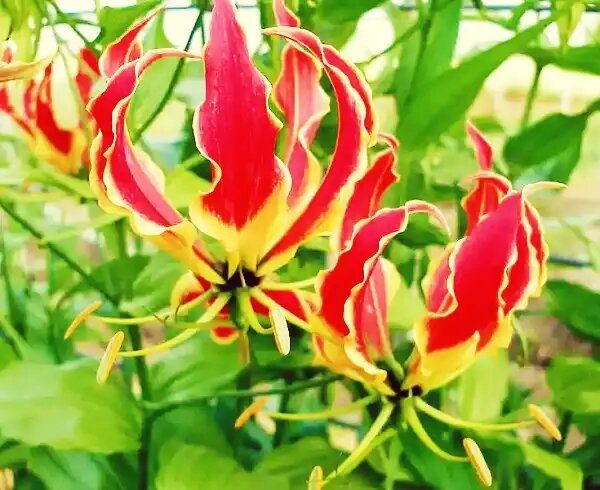 ��������: ������������ ������, ������� ������� ��� ����������