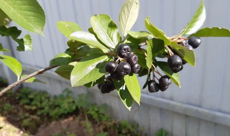 ��������������� ��������� �� ������������ ������: ������� � ���� �� ����