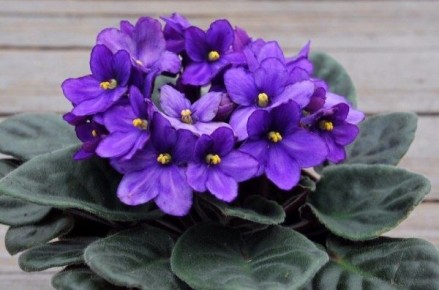 ������ ������ �� ������ ���������: �������� ������� � ������