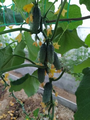 ��� ��������� �������� ������: ������� ��� �������� ������