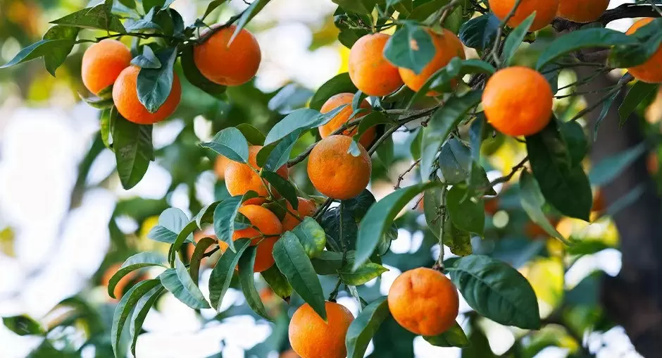 Мандарины: Зимние плоды с невероятными свойствами