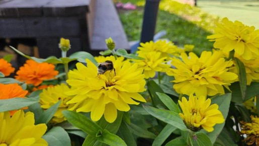 Как сделать осенний сад ярким: циннии, которые засияют в ваших клумбах