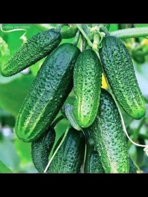 ������ ���������: ��������� ����� ��� ��������� ������