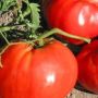 Томат Красный бык: крупноплодный сорт для салатов и сока в теплицах