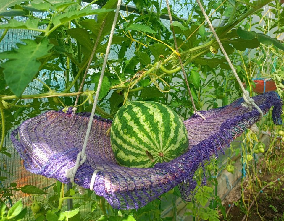 ��������: ����� ������ � ������ �� ������