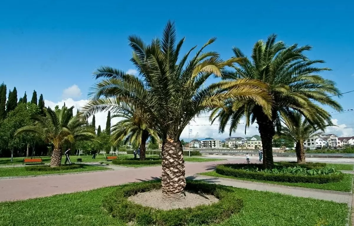 Как защитить пальмы на юге России от вредителей и болезней