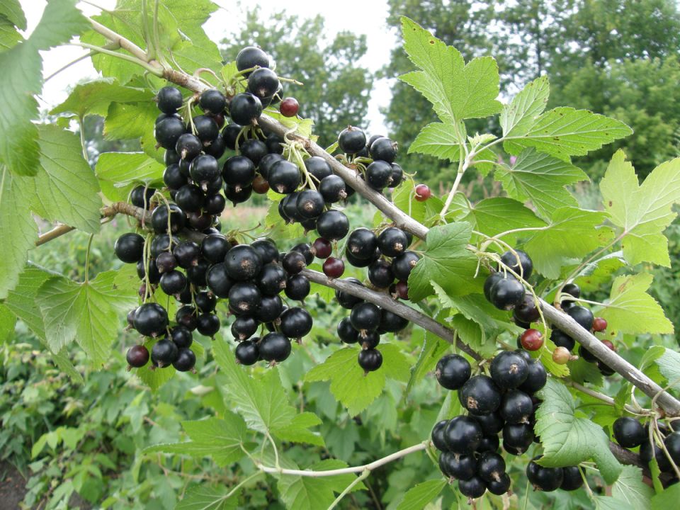 ��� ����� ���������� ������ ��������� ������: ������� ��������� ����������