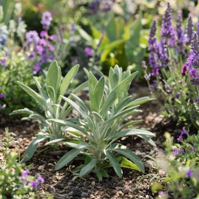 ��� ���������� ������ �������� ��������� � ��������: ������� ��������� ���������