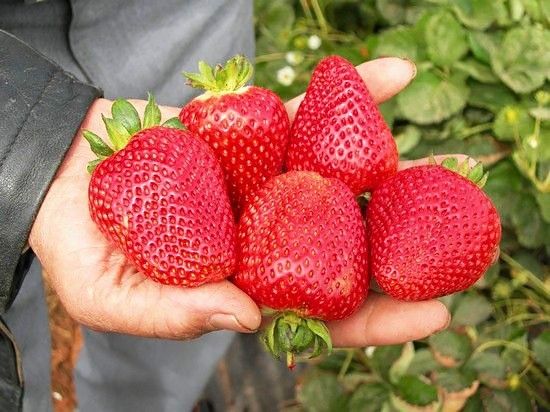 �����, ������� ������ � 3 ����� ���������, �������� ���������� ��� ������ ����