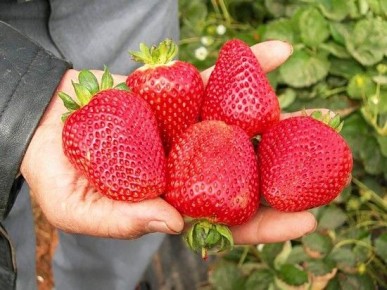 Ягоды, которые радуют — 3 сорта земляники, идеально подходящие для вашего сада