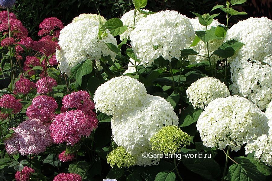 ��� ��������� ���������� ��������� ������: ������� � ������