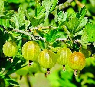 ������� ������: ��� ��������� ��������� �� ����� �������