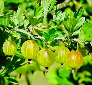 Секреты успеха: как вырастить крыжовник на своем участке