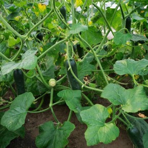 ������ ����� ������� �������� F1: ��������� ������ ��� ������ �������