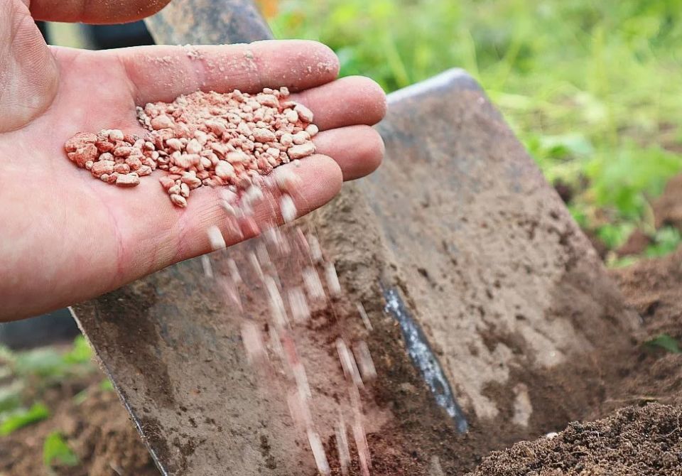 ������� �������� ������ �������: ��� ������������ ������ ������ � �������� ���������