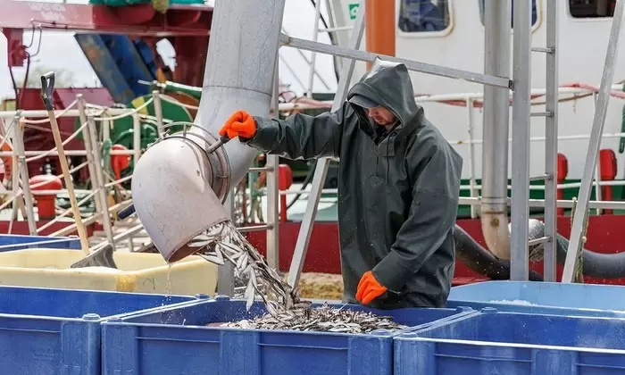 Тренды на рынке рыбных консервов: как качество и молодёжь меняют правила игры