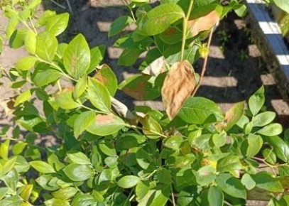 ������ �������� ����� ������ �� ����: ������� ������� � ������� ��������