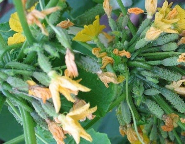 ������ ����� �������, �� ������ �� ������: ����������� � �������� � ��������