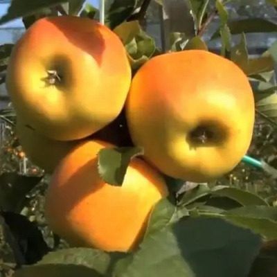 ������ ����: ��������� ������ ���� � ��������� �����������