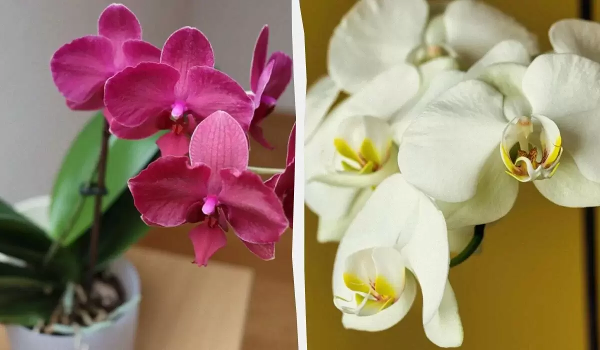 Тайны размножения орхидей: три способа, которые гарантируют цветение у вас дома