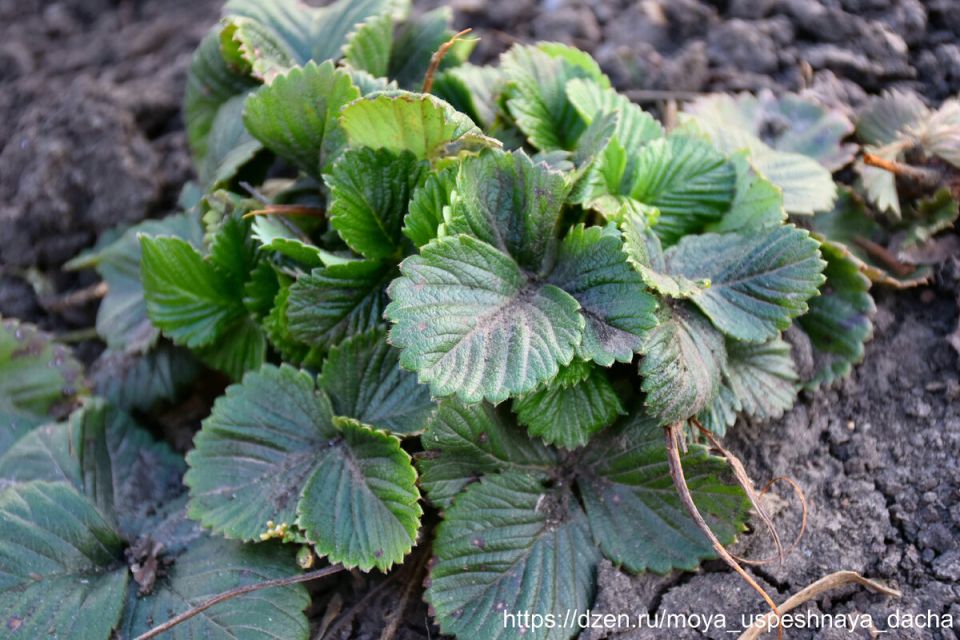 ������������ ������� �����: ��� ����� ������� � ��������� ����� ������