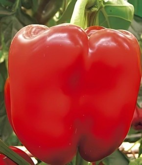 ����� ������: ��������� ����� ��� ������ ������