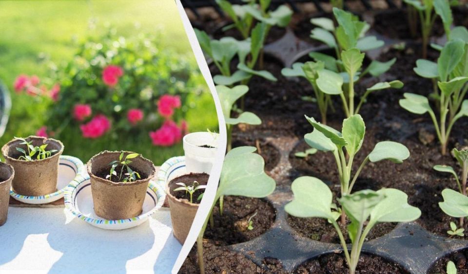 ������� ������: ��� ���������� ������������ ������� ����������