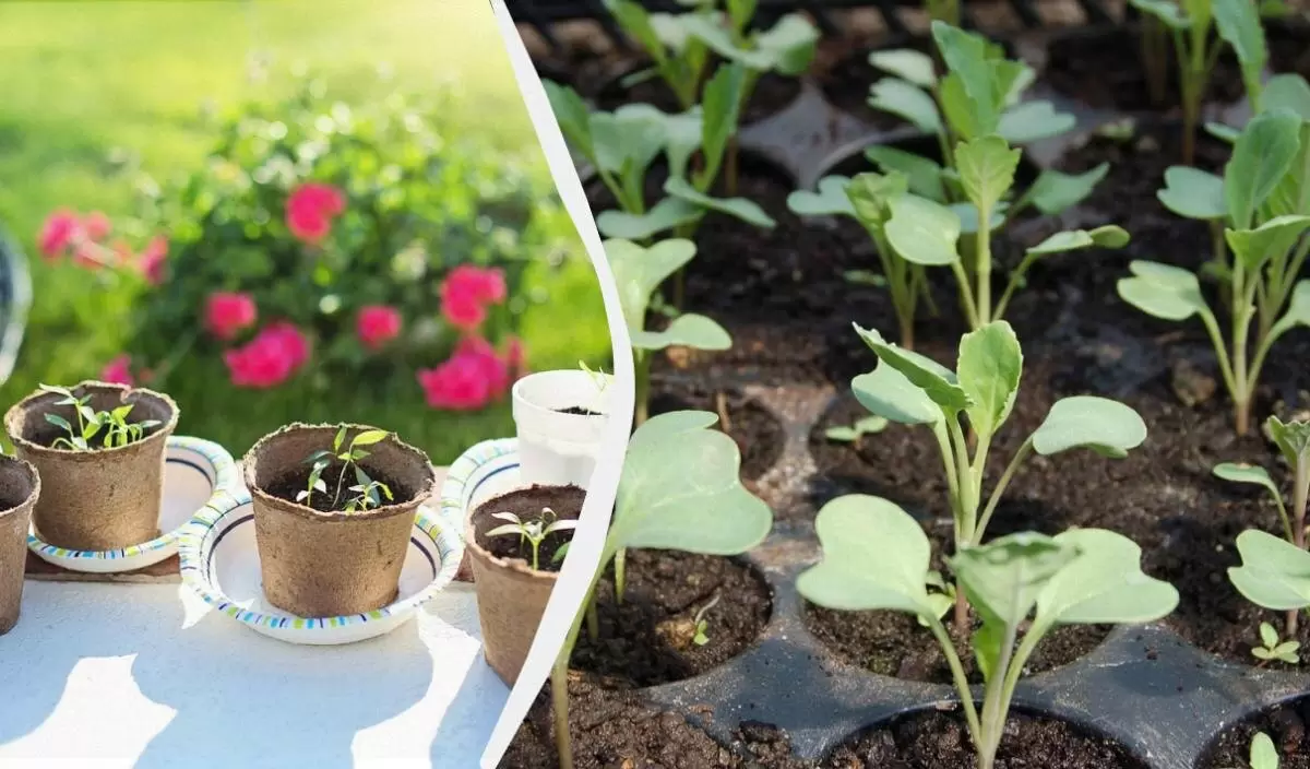 Тройной урожай: как эффективно подсвечивать рассаду фитолампой