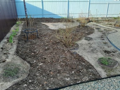 Муравьи под мульчей: мифы и реальность