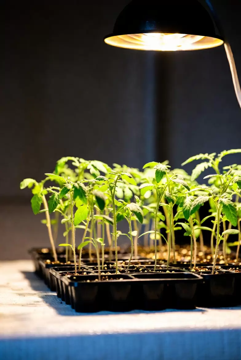 Как правильно досвечивать рассаду для богатого урожая