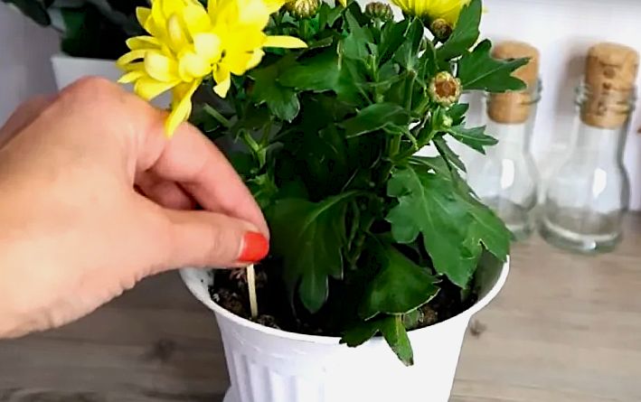 ��� ������ ����� �������� �������� ��������� �������� � �������� � �����������